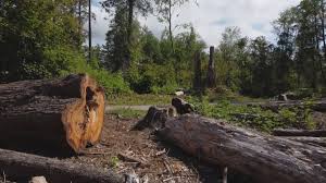 How Our Tree Care Process Works  in  Statesboro, GA