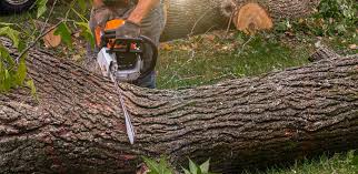 Best Lawn Renovation and Restoration  in Statesboro, GA