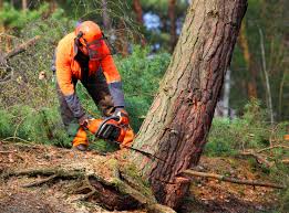 Best Hazardous Tree Removal  in Statesboro, GA