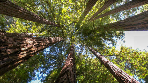 Best Tree Cabling and Bracing  in Statesboro, GA