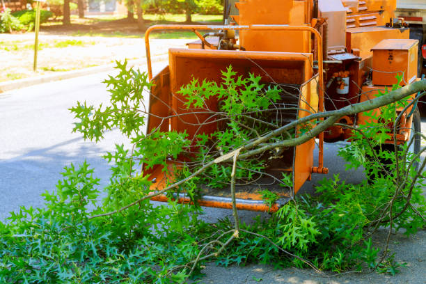 Professional Tree Services in Statesboro, GA