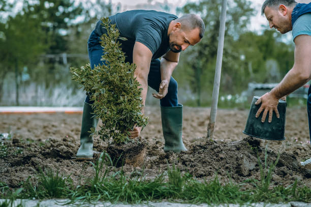 Best Tree Maintenance Programs  in Statesboro, GA