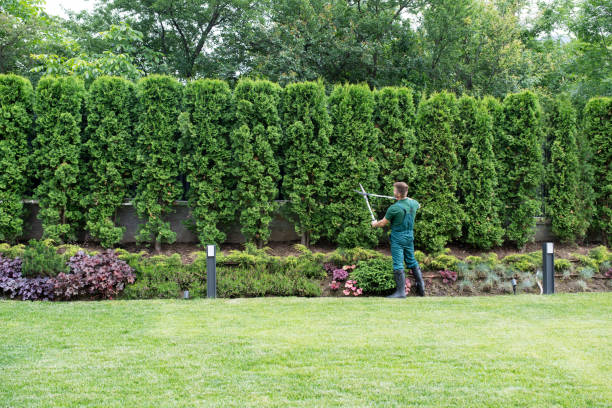 Best Fruit Tree Pruning  in Statesboro, GA