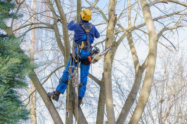 Best Hedge Trimming  in Statesboro, GA