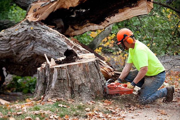 Best Root Management and Removal  in Statesboro, GA