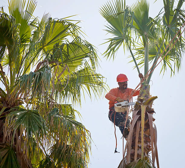 Best Emergency Tree Removal  in Statesboro, GA